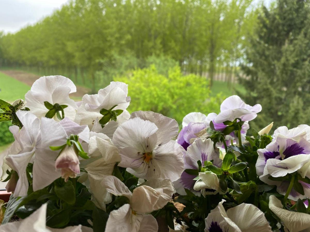 B&B Happiness In The Country ブレシェッロ エクステリア 写真